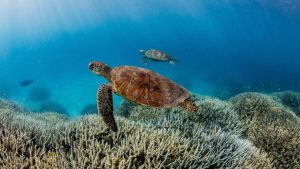 Criza oxigenului în oceanele și râurile Pământului: O privire detaliată asupra unei amenințări globale