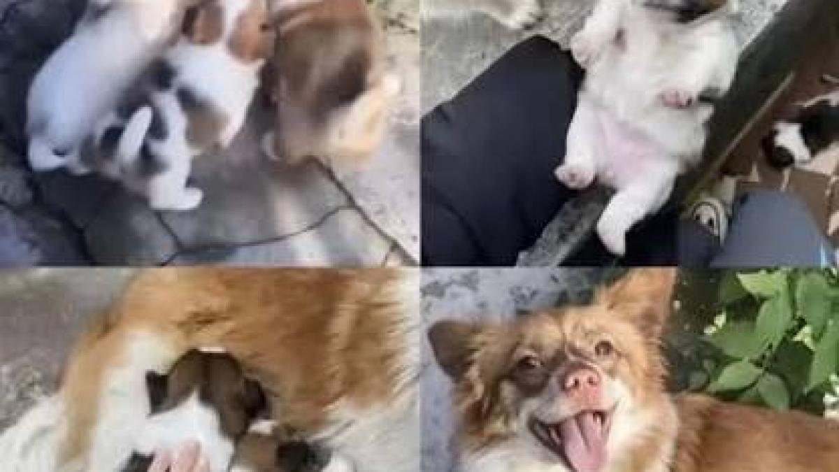Scandalul Wang Wang: O Analiză Detaliată a Impactului Asupra Sistemului Sanitar din China