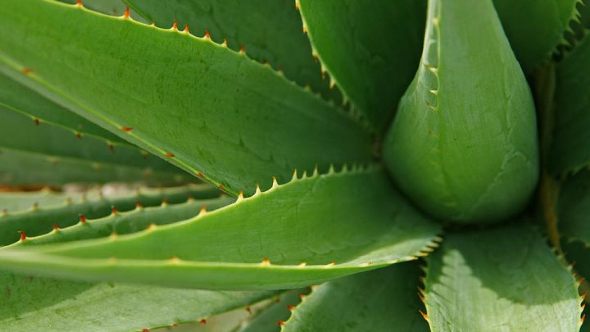 Ghid Complet pentru Îngrijirea Aloe Vera: Evitarea Greșelilor Care Îi Pot Distruge Rădăcinile