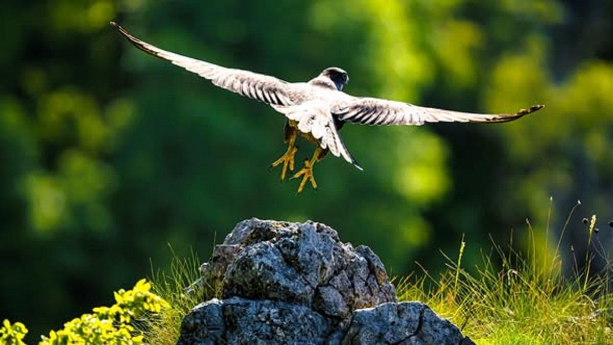 Cea mai rapidă ființă de pe Pământ cuibărește pe stâncile din Cheile Nerei: O privire detaliată asupra ecosistemului și biodiversității din România