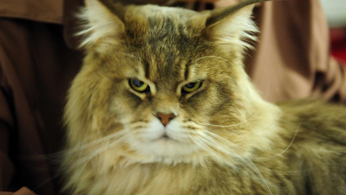 Semnele Ascunse ale Bolii la Pisici: Cum Să Recunoaștem Durerea Felinelor Noastre